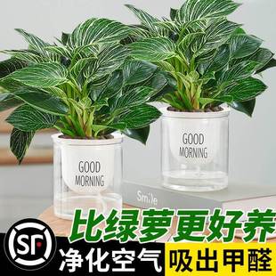 铂金钻盆栽蔓绿绒绿萝室内植物花卉绿植水培多肉新房家用吸除甲醛