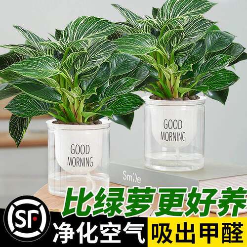 铂金钻盆栽蔓绿绒萝室内植