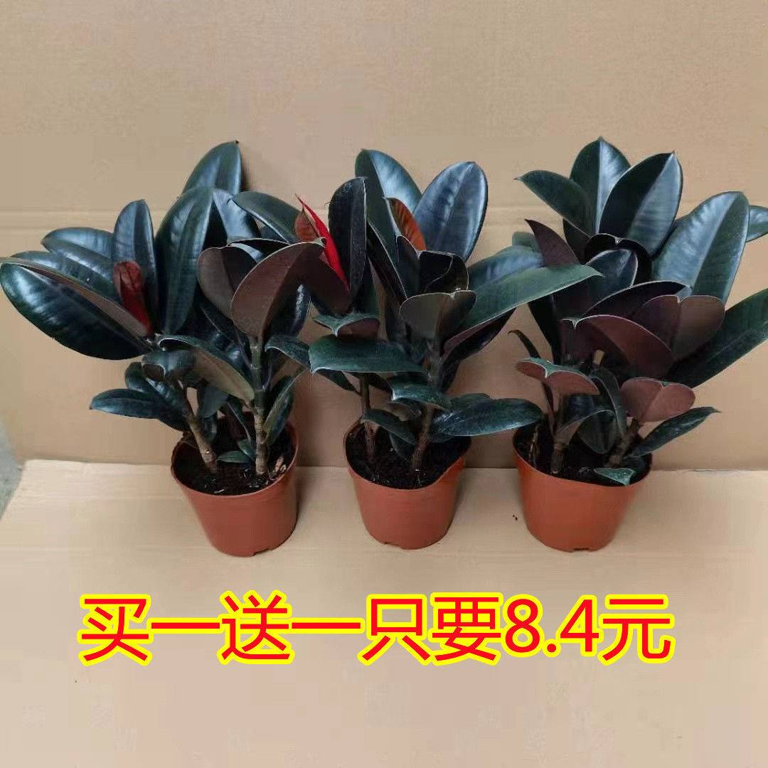 橡皮树买一送黑金刚盆栽净化
