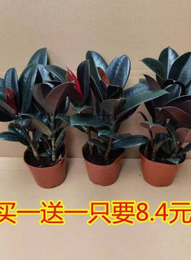 黑金刚橡皮树盆栽室内室外绿色植物净化空气办公桌盆栽四季绿植花