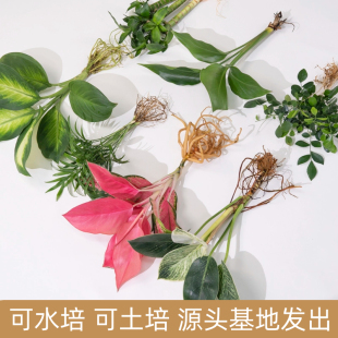 水培植物绿植室内水养土养白掌花卉盆栽绿萝四季 水生富贵竹吉利红