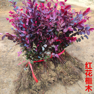 绿篱色块小苗红花继木苗 红桎木 红花继木球 庭院绿化行道工程苗