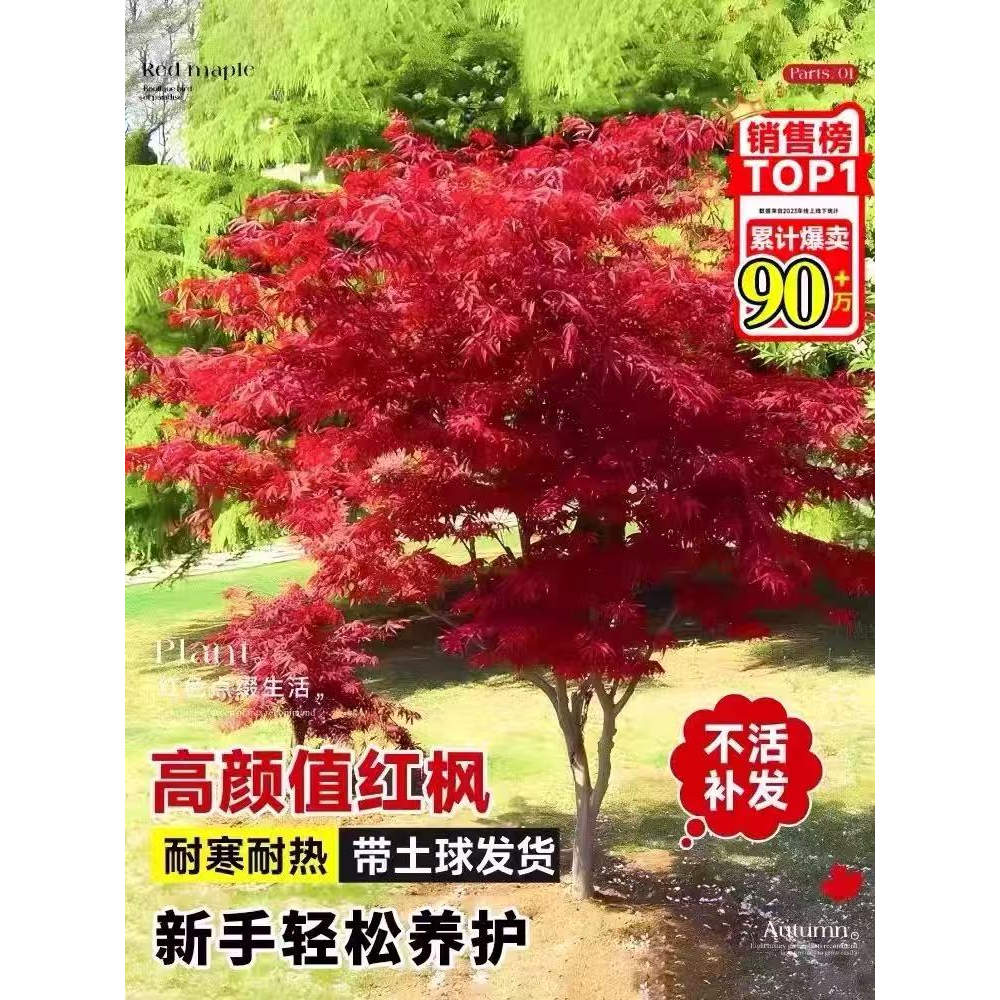 中国红枫树苗四季日本红舞姬庭院老桩植物别墅室外耐寒南北方种植图片