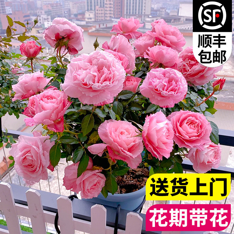 海神王月季大花微月浓香玫瑰花苗室内外阳台花卉盆栽庭院珍稀品种