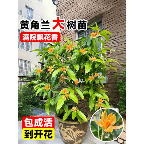 黄角兰树苗庭院白兰花玉兰盆栽带花苞桷兰大树室内绿植物四季开花