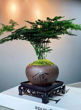 文竹客厅四季对版带盆