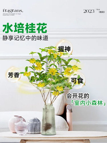 水培四季桂花树苗养植物室内