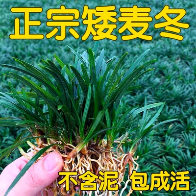 日本矮麦冬草耐寒别墅庭院