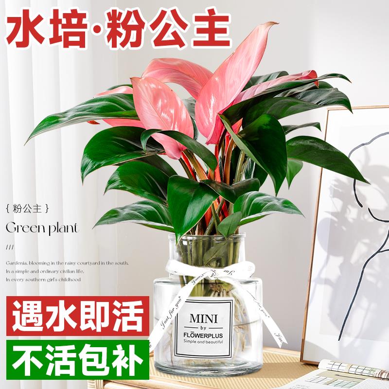 水培粉钻公主蔓绿绒箩植物