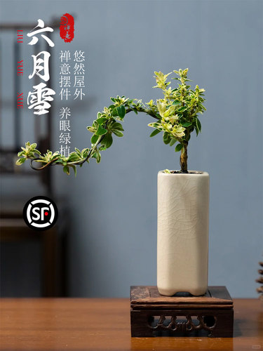六月雪盆景老桩小栽悬崖室内