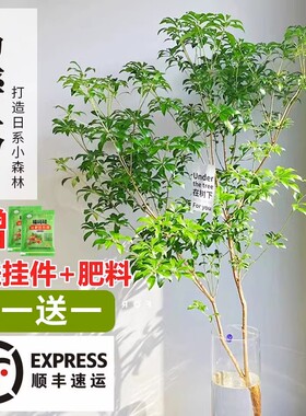 马醉木水培植物室内绿植鲜切枝条盆栽吊钟客厅水养小树苗日本阳台