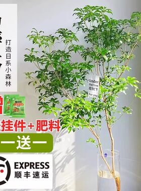 马醉木水培植物室内绿鲜切
