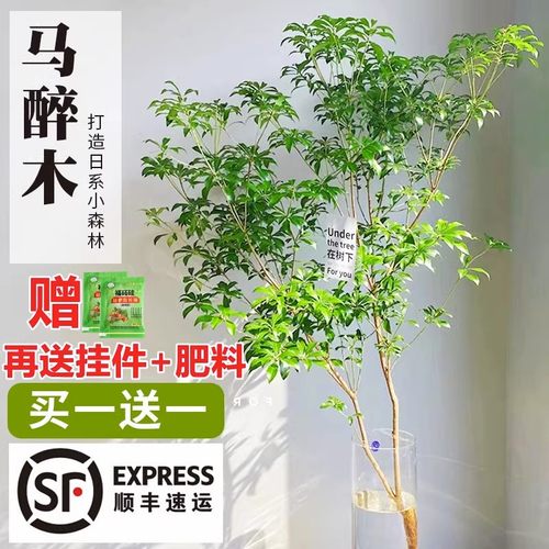马醉木水培植物室内绿鲜切