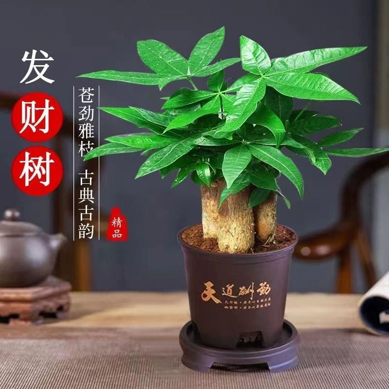 发财树小盆栽大金钱招植物