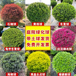 小叶球亮球球女贞球冬青晶金森灌木球绿化黄杨茶梅红叶石楠球瓜子