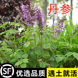 中药材丹参种籽野生特级丹参种子新鲜红丹参苗幼苗春四季种植苗子