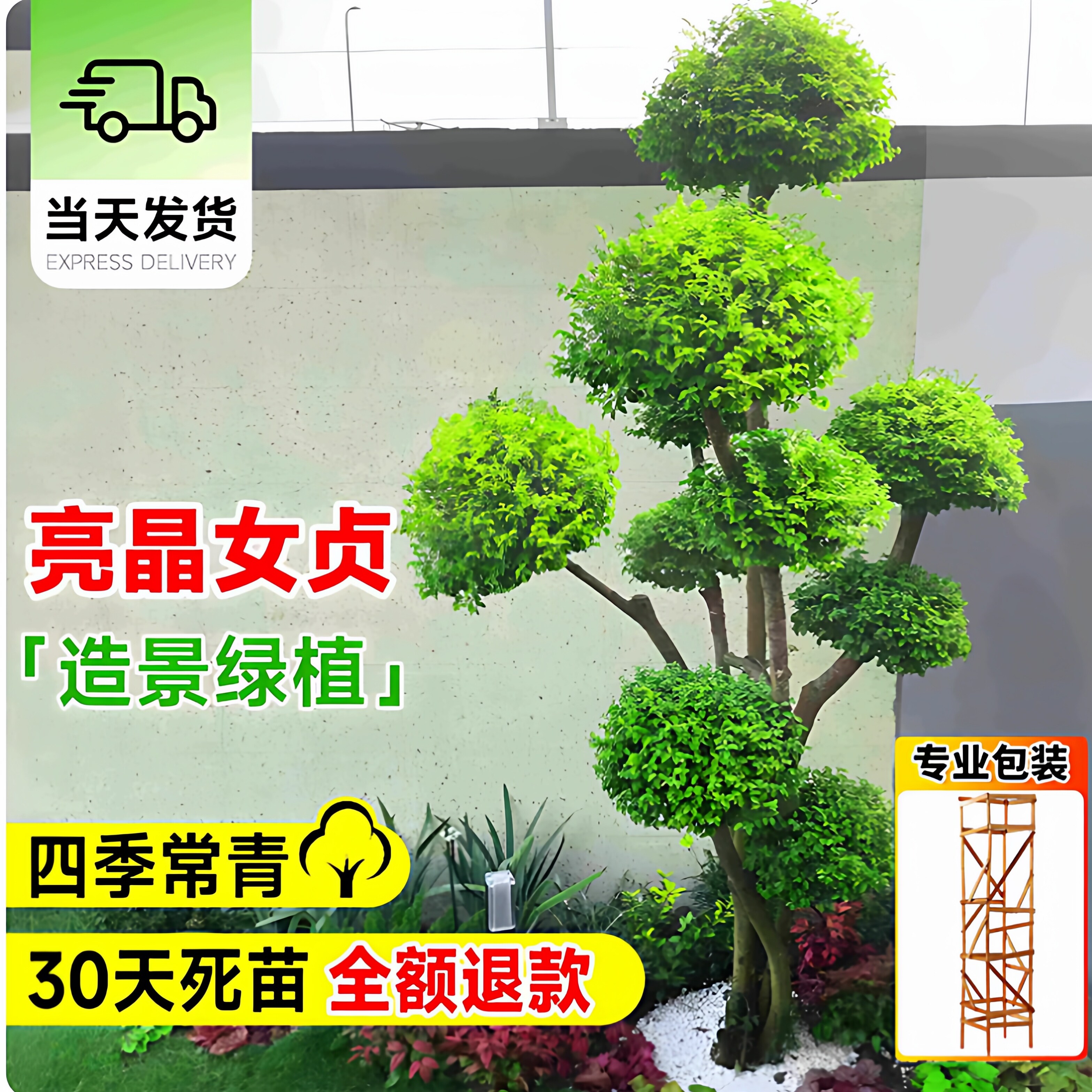 球形亮晶女贞棒棒糖小叶女贞多头造型树别墅庭院花镜景观植物造景