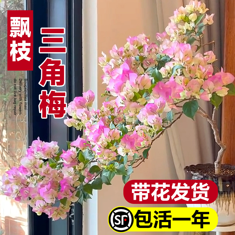 三角梅盆栽绿樱高飘枝带花