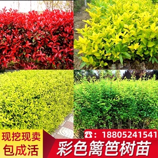 金叶女贞苗金森小叶女贞树苗红叶石楠冬青苗四季常青庭院篱笆植物