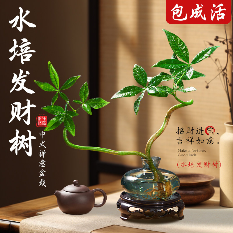 发财树小盆栽花卉水培植物客厅桌面绿植室内四季招财树办公室好养,鲜花速递/花卉仿真/绿植园艺,造型盆景,淘宝优惠券,粉丝福利购,淘宝优惠卷