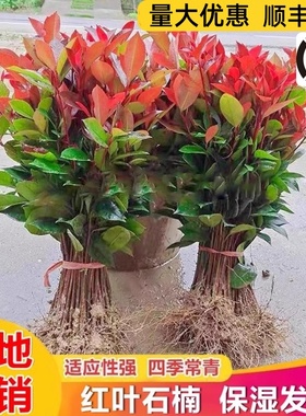 红叶石楠树苗 室外四季好养活花卉绿植 冬青树庭院耐寒园林绿化苗