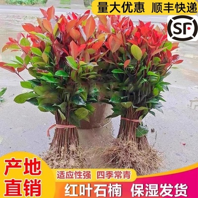 红叶石楠树苗室外四季好