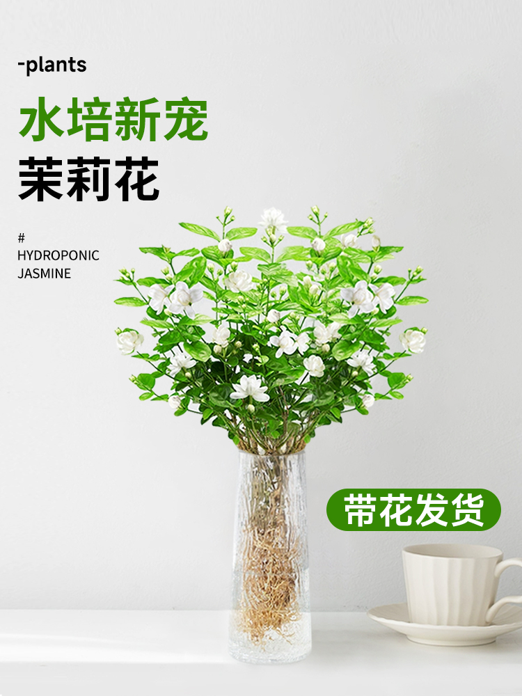 茉莉花水培植物鲜盆栽办公室