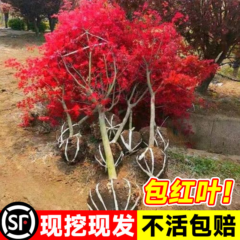 日本红枫树苗四季舞姬盆景图片