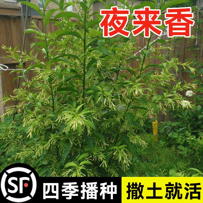 夜来香花籽驱蚊草夜香树木夜来香种籽子四季藤本晚香玉花卉籽30粒