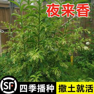 夜来香花籽驱蚊草夜香树木夜来香种籽子四季藤本晚香玉花卉籽30粒