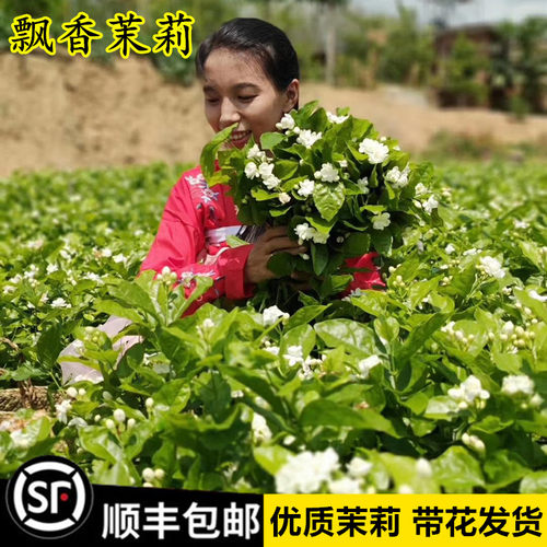 茉莉花盆栽老桩树苗虎头双色卉