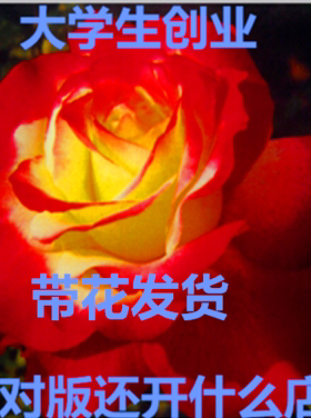 花卉月季灌木庭院四季大花