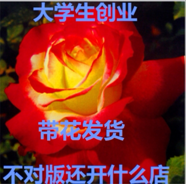 花卉月季灌木庭院四季大花