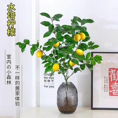水培植物香柠檬树盆栽花卉