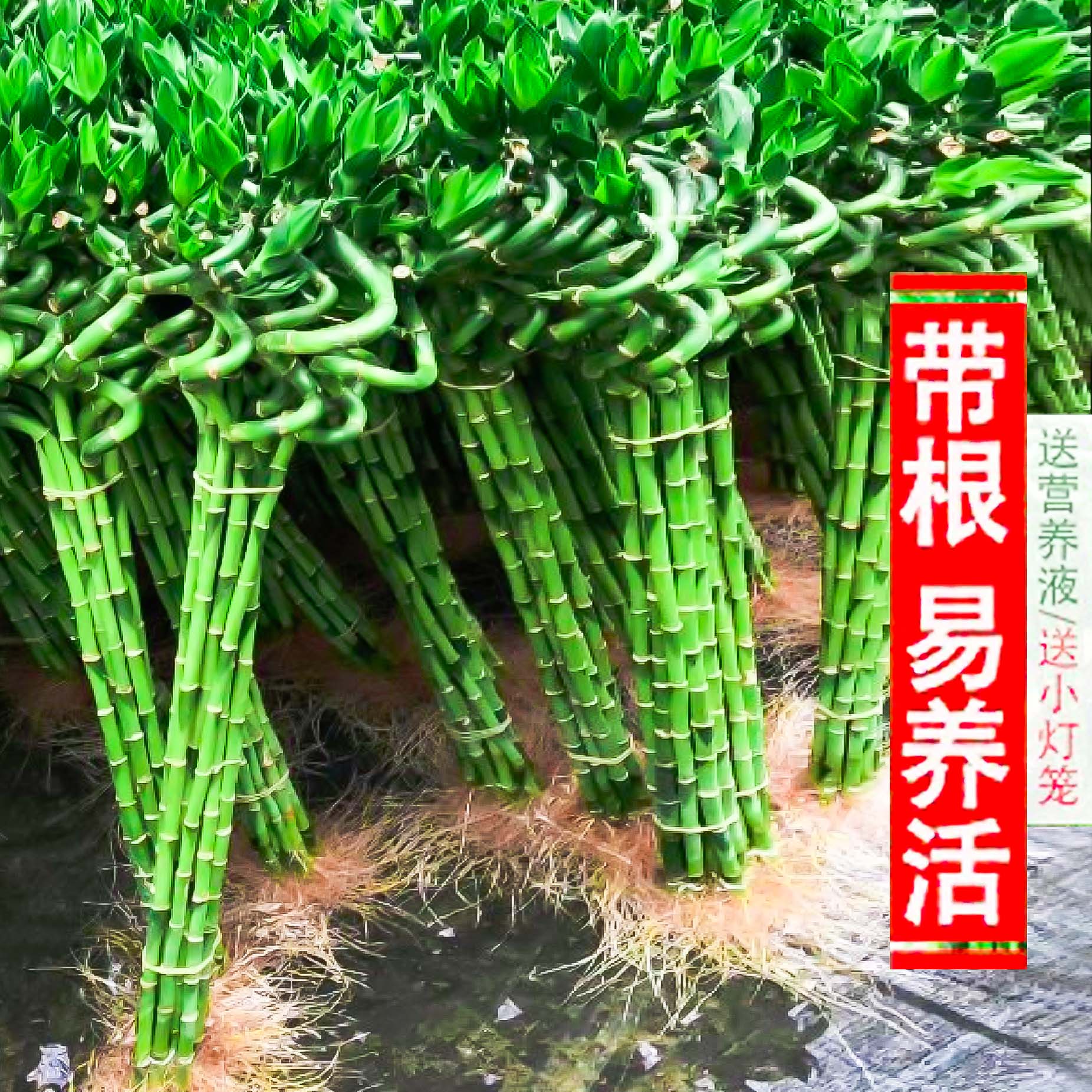 带根转运竹观音水培花卉植