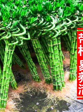 带根转运竹观音水培花卉植