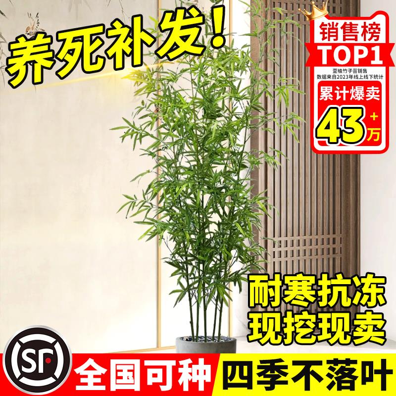 不剪头景观竹子庭院四季青名贵竹子盆栽室内观赏紫竹苗绿罗汉金竹
