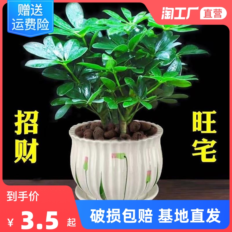八方来财鸭脚木四季常青室内