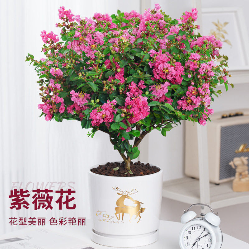 紫薇花盆栽老桩松红梅四季图片