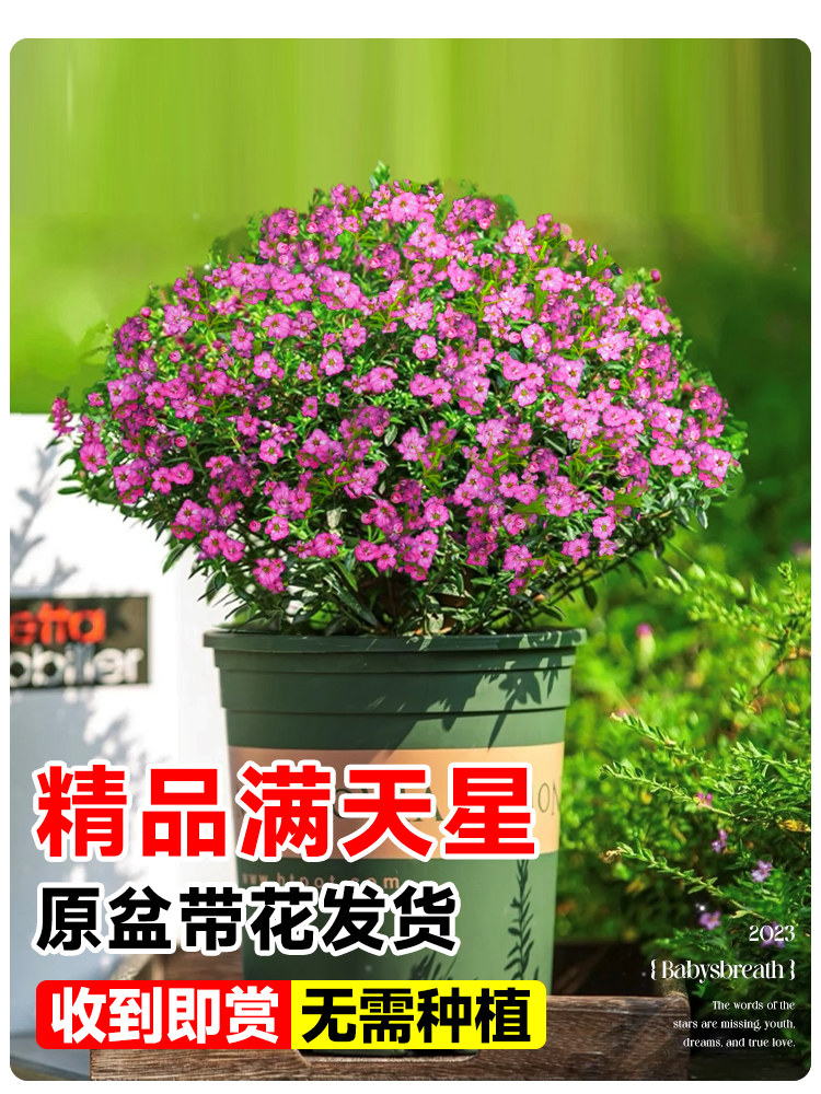 满天星盆栽带花苞四季开卉植图片