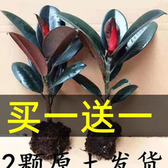 黑金刚橡皮树盆栽室内室外绿色植物净化空气办公桌盆栽四季绿植花