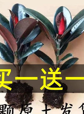 黑金刚橡皮树盆栽净室内绿色