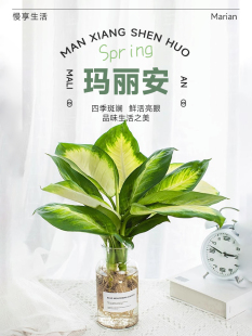 玛丽安水培绿植高端花卉植物室内盆栽网红桌面万年青懒人四季好养