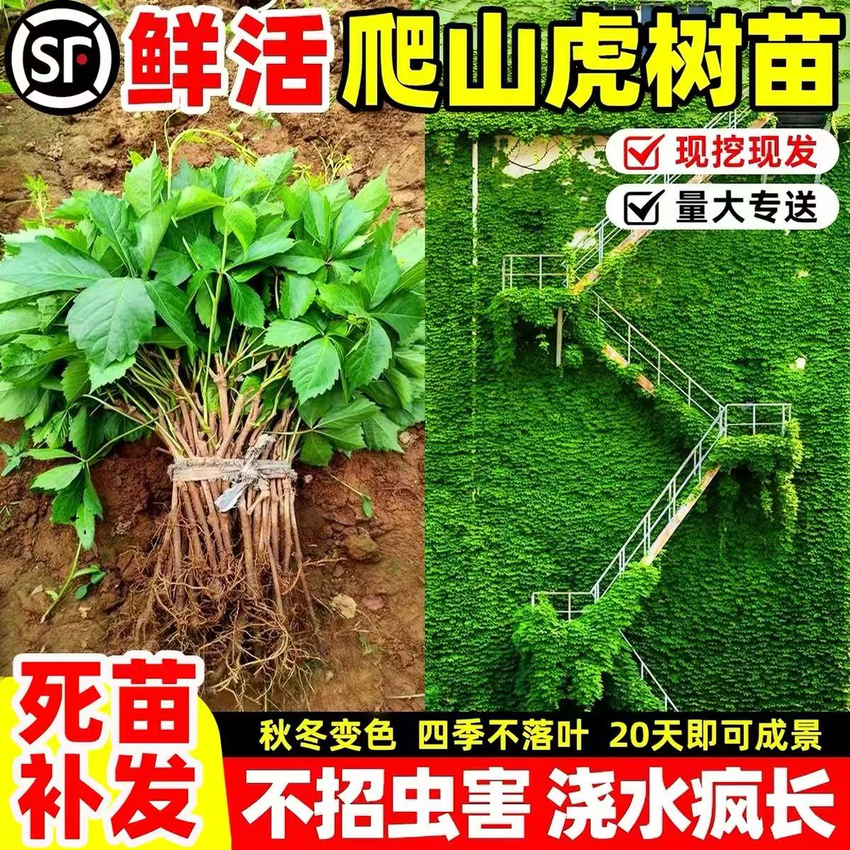 爬山虎爬藤植物四季不落叶树苗耐寒室外庭院花卉绿植爬墙虎种子籽图片