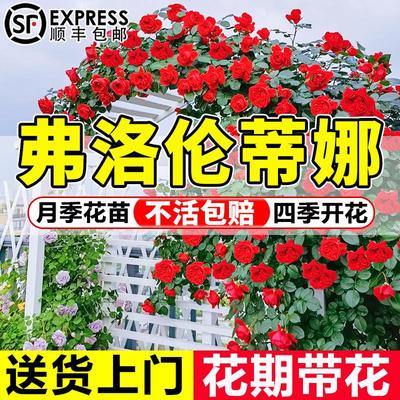 佛罗伦蒂娜爬藤月季花苗特