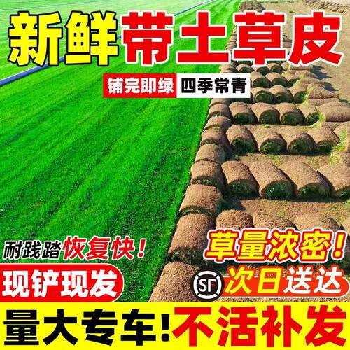 带泥土草皮真草坪别墅花园绿化免修剪果岭草台湾草马尼拉草皮带土