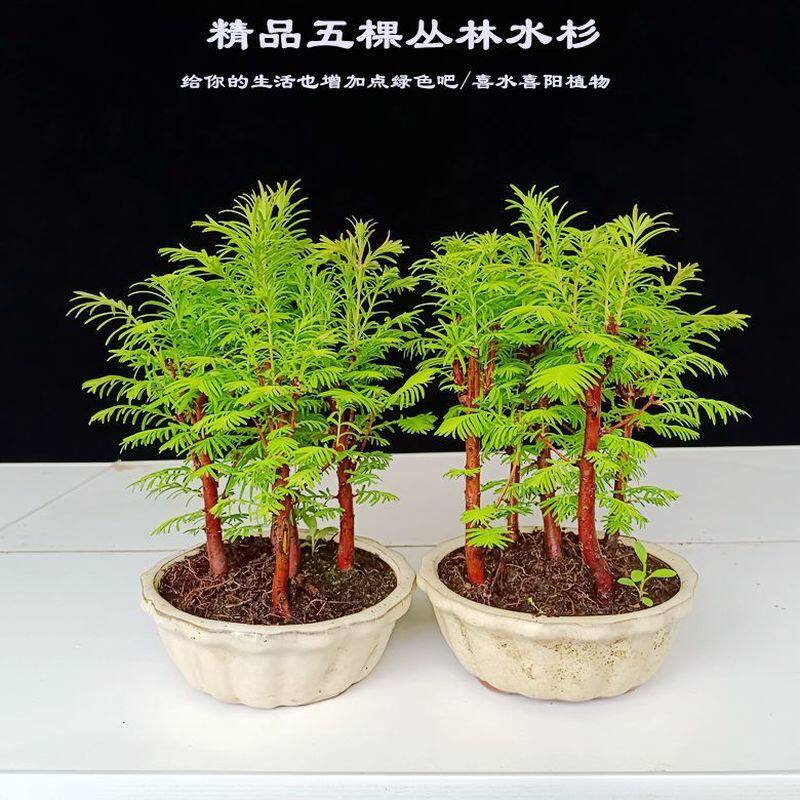 室内丛林水杉盆景树苗观叶盆栽植物假山吸水石植物植物喜水鱼缸