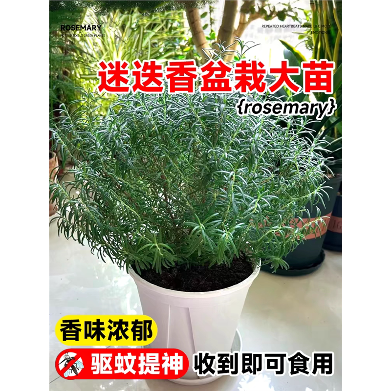 迷迭香苗盆栽可食用驱蚊植物香草薄荷苗水培花卉绿植物室内煎牛排