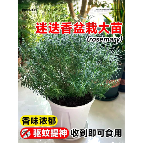 迷迭香苗盆栽可食用驱蚊植