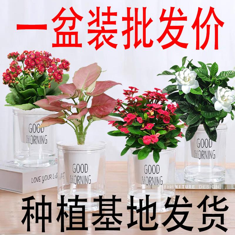 绿萝文竹金钻碧玉桌面绿植宿舍观赏美观净化空气四季常青好养活